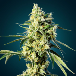 Sour Diesel – Sativa Puissante, Arômes Diesel & Rendement Élevé | CBD PAS CHÈRE