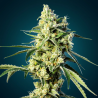Sour Diesel – Sativa Puissante, Arômes Diesel & Rendement Élevé | CBD PAS CHÈRE