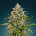 Skunk 1 – Graines Féminisées THC Productives | CBD Pas Chère