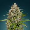 Skunk 1 – Graines Féminisées THC Productives | CBD Pas Chère
