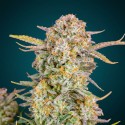 Zkittlez Auto – Graines Féminisées THC Autofloraison | CBD Pas Chère