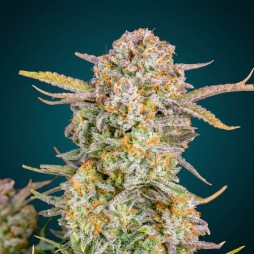 Zkittlez Auto – Graines Féminisées THC Autofloraison | CBD Pas Chère
