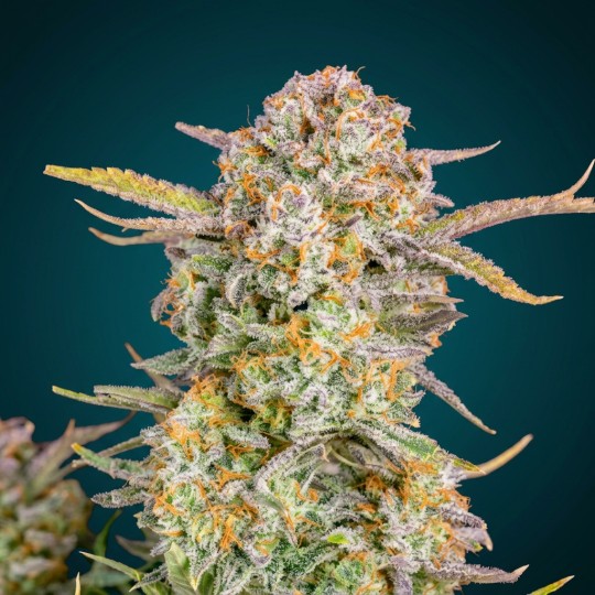 Zkittlez Auto – Graines Féminisées THC Autofloraison | CBD Pas Chère