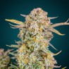 Zkittlez Auto – Graines Féminisées THC Autofloraison | CBD Pas Chère