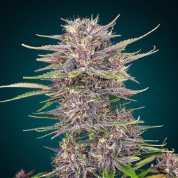Purple Punch Auto – Indica Violette 24% THC & Saveurs Fruitées | CBD Pas Chère
