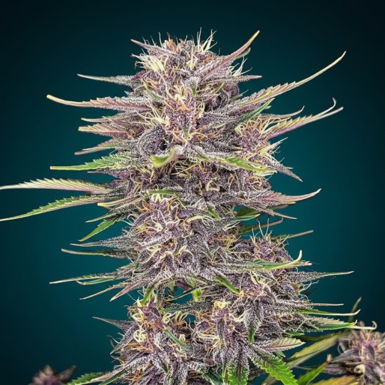 Purple Punch Auto – Indica Violette 24% THC & Saveurs Fruitées | CBD Pas Chère