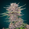 Purple Punch Auto – Indica Violette 24% THC & Saveurs Fruitées | CBD Pas Chère