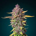 Purple Haze Auto 28% THC – Autofloraison Rapide & Violette | CBD PAS CHÈRE