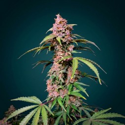 Granddaddy Purple – Indica Violette Puissante & Gourmande | CBD PAS CHÈRE