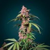 Granddaddy Purple – Indica Violette Puissante & Gourmande | CBD PAS CHÈRE