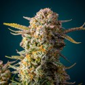 Chemdawg - Graines Féminisées THC