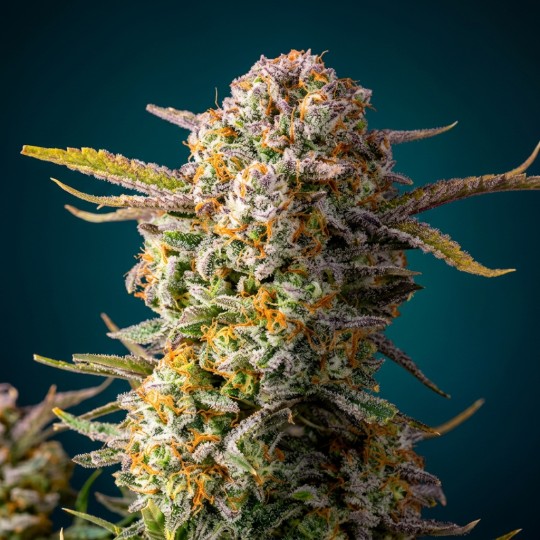 Chemdawg - Graines Féminisées THC