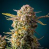 Chemdawg - Graines Féminisées THC