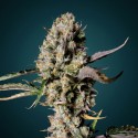 Northern Lights Auto – Graines Féminisées THC | CBD Pas Chère