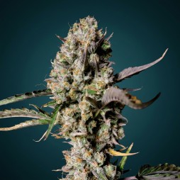 Northern Lights Auto – Graines Féminisées THC | CBD Pas Chère