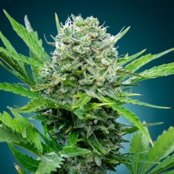 Green Crack – Graines Féminisées THC Énergisante | CBD Pas Chère