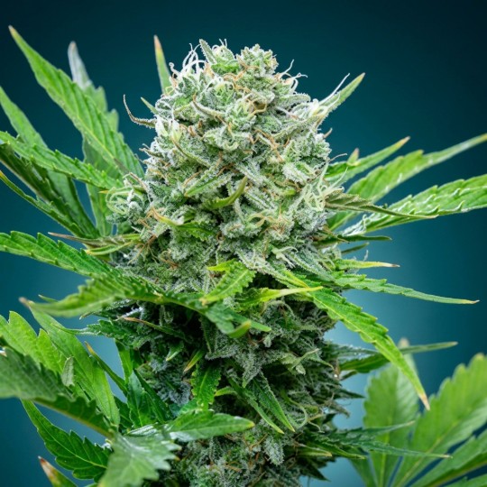Green Crack – Graines Féminisées THC Énergisante | CBD Pas Chère