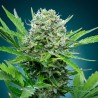 Green Crack – Graines Féminisées THC Énergisante | CBD Pas Chère