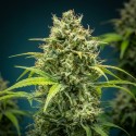 Jack Herer – Variété Légendaire Équilibrée & Résineuse | CBD Pas Chère