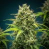 Jack Herer – Variété Légendaire Équilibrée & Résineuse | CBD Pas Chère