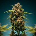 Blue Dream Graines Féminisées THC | CBD PAS CHÈRE