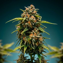 Blue Dream Graines Féminisées THC | CBD PAS CHÈRE