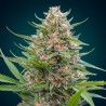 Gorilla Glue Haze – Graines Féminisées THC Puissantes | CBD Pas Chère