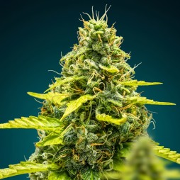 Wedding Cake Barney’s Farm 24% THC | CBD PAS CHÈRE