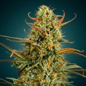 Girl Scout Cookies – Graines Féminisées THC Puissantes | CBD Pas Chère