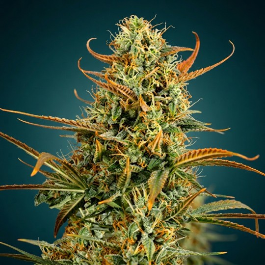 Girl Scout Cookies – Graines Féminisées THC Puissantes | CBD Pas Chère