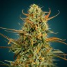 Girl Scout Cookies – Graines Féminisées THC Puissantes | CBD Pas Chère
