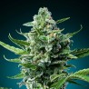 Forbidden Fruit Cake 26% THC – Advanced Seeds | CBD Pas Chère