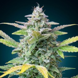 Gorilla Auto – Graines Féminisées THC Résineuses | CBD Pas Chère
