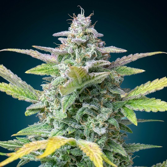 Gorilla Auto – Graines Féminisées THC Résineuses | CBD Pas Chère