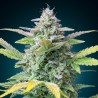 Gorilla Auto – Graines Féminisées THC Résineuses | CBD Pas Chère