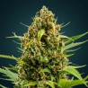 Amnesia XXL Auto – Graines Féminisées THC | CBD Pas Chère