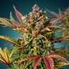 Amnesia Haze – Sativa Puissante & Arômes Fruités | CBD Pas Chère