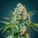 Strawberry Banana Auto – Autofloraison Puissante & Saveurs Tropicales | CBD Pas Chère