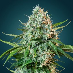 Strawberry Banana Auto – Autofloraison Puissante & Saveurs Tropicales | CBD Pas Chère