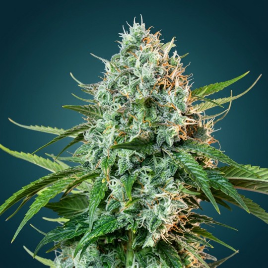 Strawberry Banana Auto – Autofloraison Puissante & Saveurs Tropicales | CBD Pas Chère