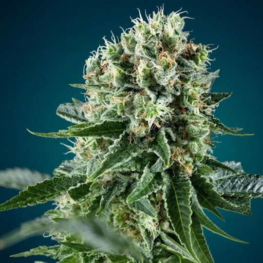 Wedding Cake Auto – Graines Féminisées THC 25% | CBD Pas Chère