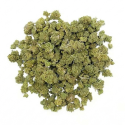 Sundae Trudel CBD Small Buds 14% | Greenhouse — CBDPasChère