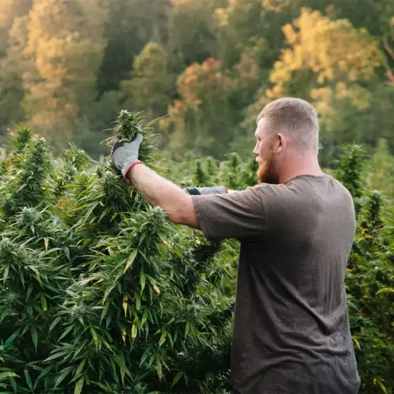 CBD Pas Chère